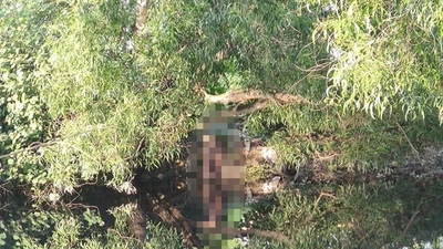 Bình Tân: Người đàn ông chết trong tư thế treo cổ ở lùm cây