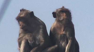 Quận 12: Kiểm lâm lên phương án bắn thuốc mê đàn khỉ ‘đại náo’