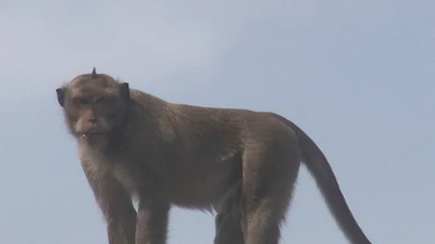 Khỉ đực hơn 10 ký trong đàn khỉ đại náo bị thổi tiêu thuốc mê