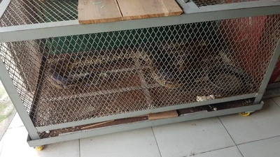 Người dân ở quận 12 ‘nộp’ trăn gấm dài gần 3 mét