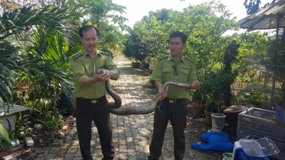 Đang chạy xe gặp trăn đất bò ngang đường liền bắt giao kiểm lâm