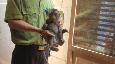 Khỉ bị đuổi, bỏ chạy vào nhà dân ở Gò Vấp