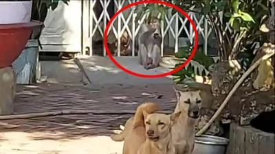 Khỉ quậy, cắn chết chó người dân ở Nhà Bè bị bắt