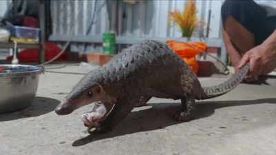 Kiểm tra vườn lan khi chó sủa ran, người đàn ông bắt được tê tê quý