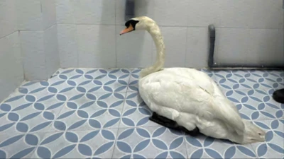 Công an phường Sài Gòn nhanh chóng truy xét, giải cứu thiên nga bị trộm tại Thảo Cầm viên