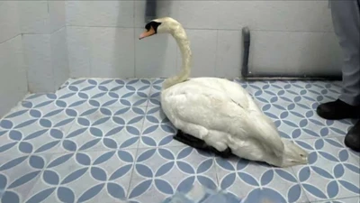 Khởi tố người đàn ông đột nhập Thảo Cầm Viên Sài Gòn trộm thiên nga trắng