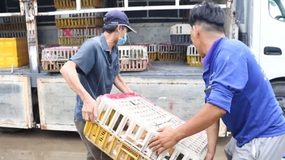 Lời khai của nhóm trộm, thu gom mèo đặc biệt lớn ở TP.HCM