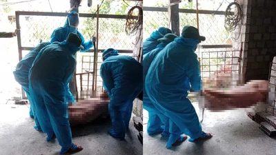 Bệnh dịch tả lợn Châu Phi lan rộng, Quảng Ngãi nỗ lực ứng phó
