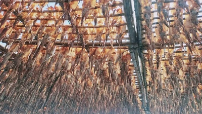 Giá mực xà 'phi mã' chưa từng có, ngư dân Quảng Ngãi trúng đậm mùa Tết