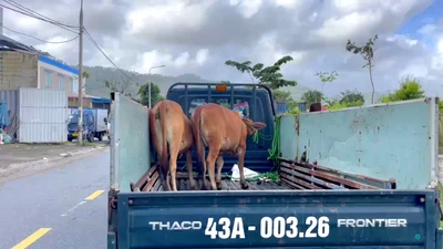 Bò thả rông bị bắt đưa lên xe thùng. Ảnh: MINH TRƯỜNG.