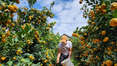 Vườn quất Hội An vào mùa bán Tết