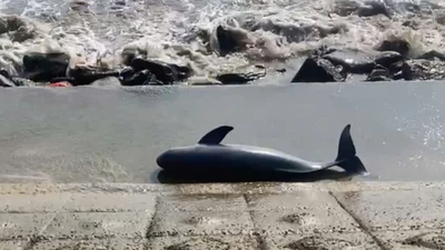 Xác cá voi trôi dạt vào bờ kè biển Quảng Trị