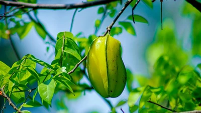 Một quả mà người Việt ít ngó tới, nhưng chuyên gia quốc tế đánh giá là siêu thực phẩm