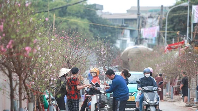 Thị trường hoa nhộn nhịp, sắc xuân tràn ngập phố phường Hà Nội