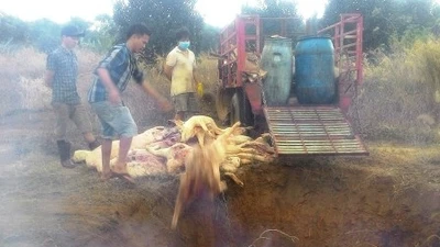 Bắt quả tang lò mổ heo chết, heo bệnh số lượng lớn