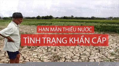 Mắt thấy tai nghe chuyện miền Tây 'khát' nước mùa hạn mặn