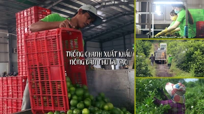 Bất ngờ với chia sẻ của tỷ phú trồng chanh đất Long An