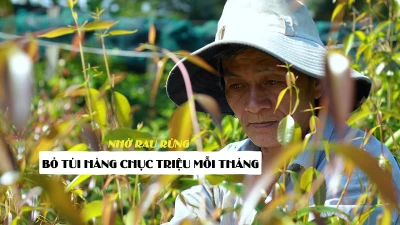Bỏ túi hàng chục triệu mỗi tháng nhờ rau rừng