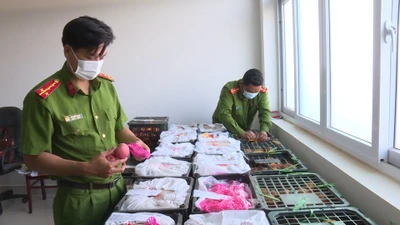 Video: Phát hiện 2,5 tấn hoa quả không rõ nguồn gốc xuất xứ