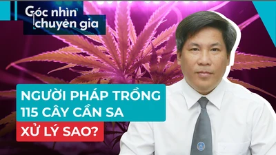Người Pháp trồng cần sa: Xử phạt như thế nào?