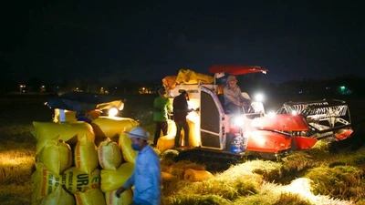 Video: Nông dân Đà Nẵng hối hả gặt lúa xuyên đêm trong thời gian phong tỏa