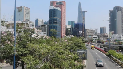 Video: Những con đường rực rỡ hoa kèn hồng ở TP.HCM