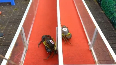 Video: Mới lạ với cuộc thi đua cua tốc độ ở Cà Mau