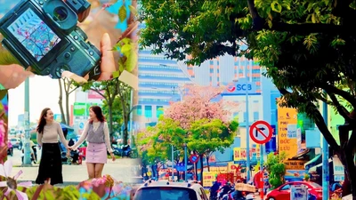 Ngắm khung trời hoa kèn hồng đẹp như tranh tại các tuyến đường ở TP.HCM