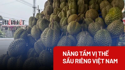 Cần ngăn chặn thu hoạch sầu riêng non 