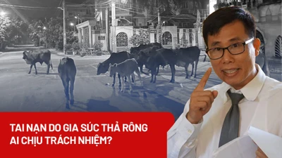 Vụ bò thả rông gây tai nạn chết người: Ai chịu trách nhiệm?