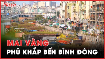 Hàng chục nghìn chậu mai phủ vàng bến Bình Đông 