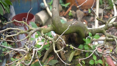 Video: Chăm sóc vườn mai đầy công phu trước thềm xuân Tân Sửu 