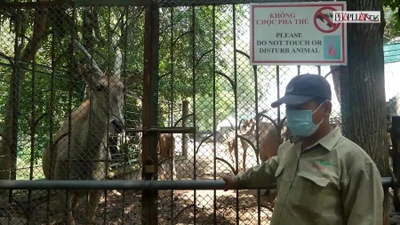 Video: Thảo Cầm Viên Sài Gòn tất bật cải tạo, chuẩn bị đón khách trở lại