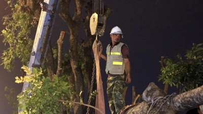 Clip: Cảnh di chuyển những cây cổ thụ trên đường Kim Mã