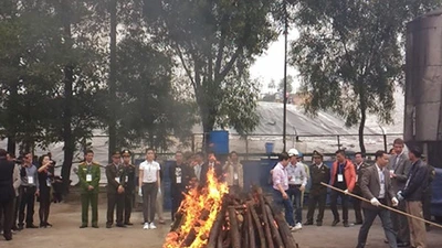 Clip: Tiêu hủy hơn 2 tấn ngà voi và 70kg sừng tê giác