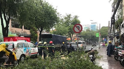 Clip: Cây xanh bật gốc trúng người đi đường ở TP.HCM