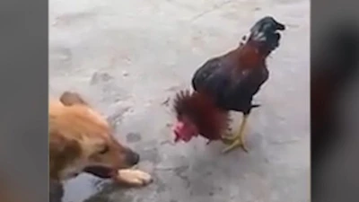Chú gà 'chiến đấu' đến cùng, không tha cho chó