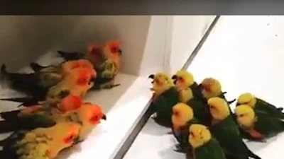 Bầy chim chia phe để... 'cãi nhau'