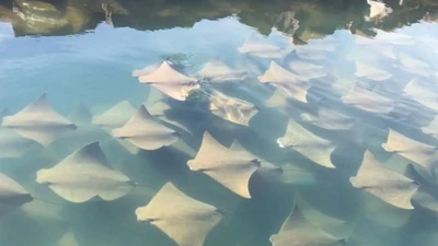 Mãn nhãn với màn 'diễu hành' của hàng trăm con cá đuối