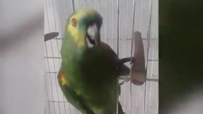 Chú vẹt cover bài hát kinh điển của Rihanna