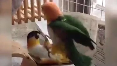 'Võ sư vẹt' hạ đối thủ trong vòng 3 giây