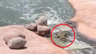 Cá sấu chơi... trượt nước 