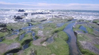 Chiêm ngưỡng rêu phủ kín bãi đá nhiều màu nhất Việt Nam