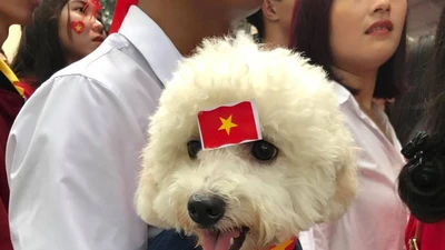 Chó cưng cũng được đưa đi cổ vũ đội tuyển U-23 VN