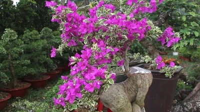 Khai trương nhiều điểm bán hoa Tết ở TP.HCM