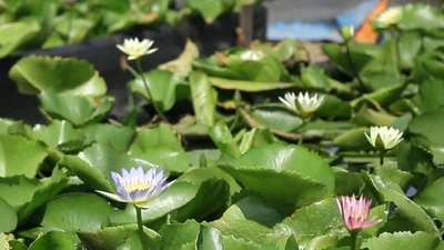 1 cây hoa súng giá 2,5 triệu đồng