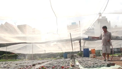 Sau bão số 9, các nhà vườn ở TP.HCM khẩn trương trồng hoa Tết