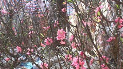 Có một phố hoa đào giữa lòng TP. HCM