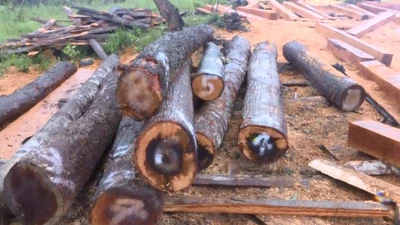 Đắk Lắk cảnh báo tình trạng phá rừng trong mùa khô