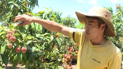 Video: Người dân Đắk Lắk phát triển kinh tế nhờ cây vải thiều